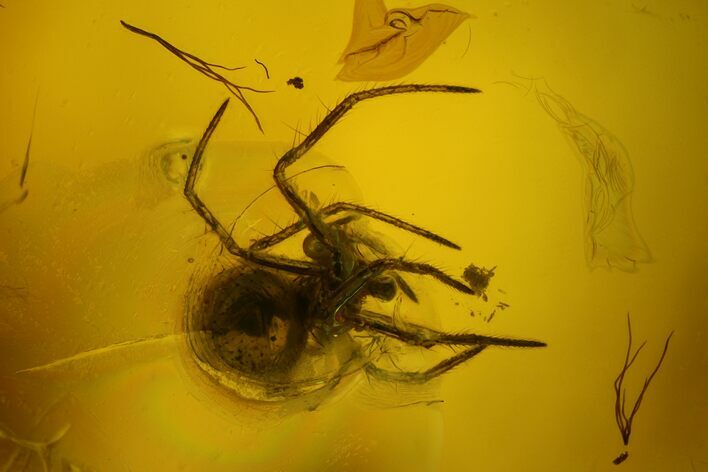 Fossil Spider (Araneae) in Baltic Amber #135069